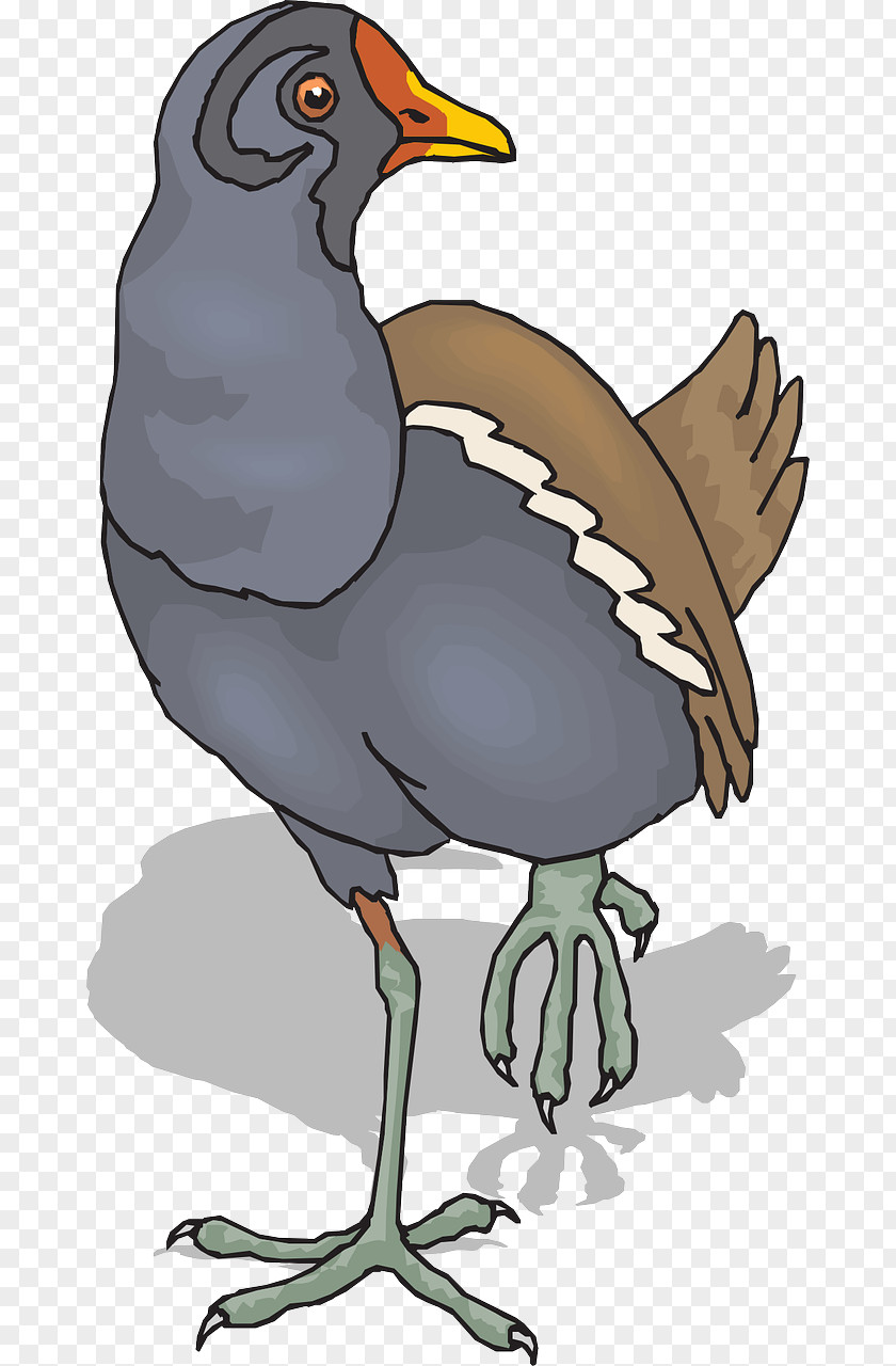 Duck Bird Chicken Common Moorhen Clip Art PNG