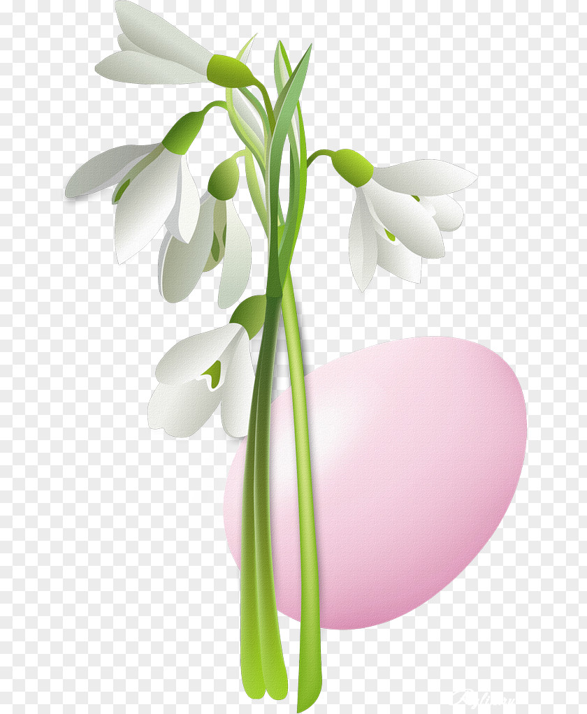 Flower Vector Graphics Clip Art Illustration Drawing PNG