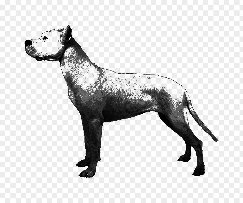 Great Dane Mix Dog Breed Dogo Argentino English Mastiff Non-sporting Group American Kennel Club PNG
