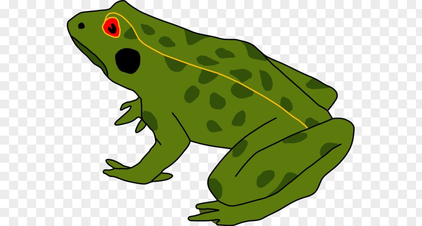 Grenouille Verte Frog Amphibians Tadpole Cane Toad Human Body PNG