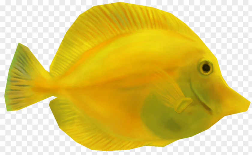 Turtle Coral Reef Fish Yellow Tang Animal PNG