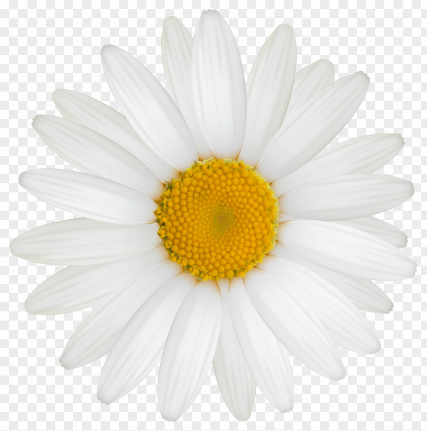 Daisy Clipart Image Roman Chamomile Oxeye Transvaal Chrysanthemum Argyranthemum Frutescens PNG