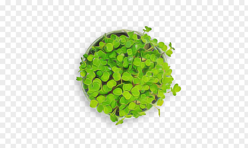 Leaf Vegetable Herb PNG