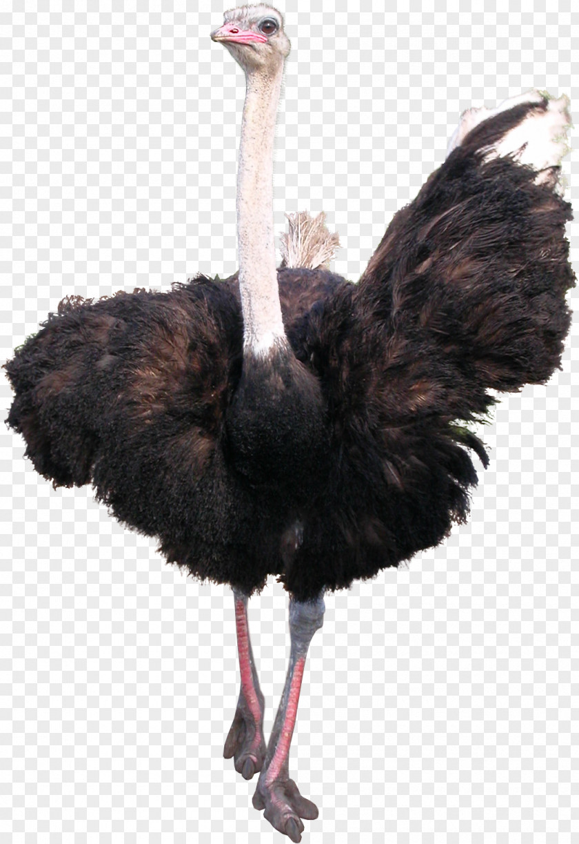 Ostrich Common Bird Emu PNG