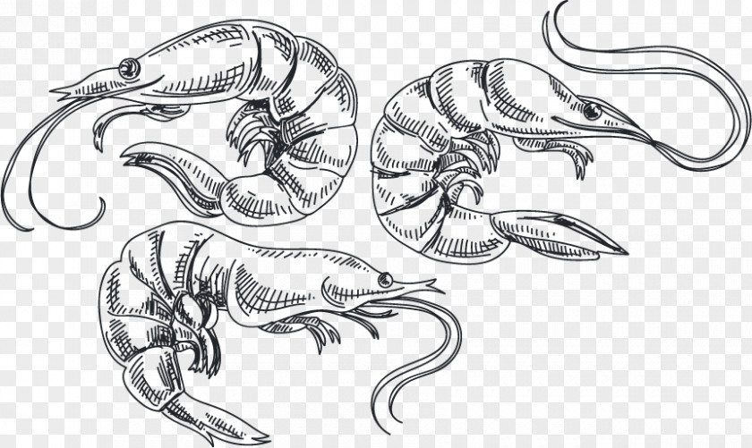 Shrimp Vector Caridea Sketch PNG