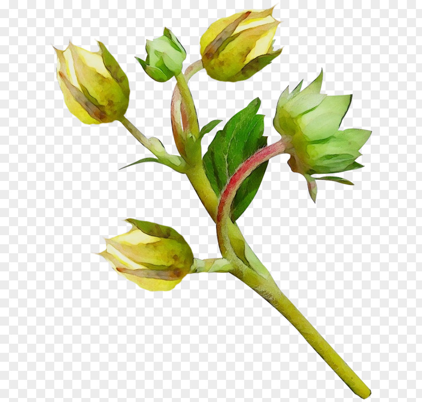 Cut Flowers Tulip Flower Flowering Plant Bud Pedicel PNG
