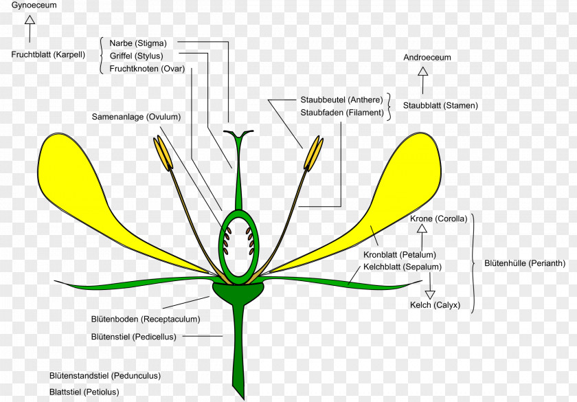 Daisy Flower Anatomy Diagram Clip Art PNG