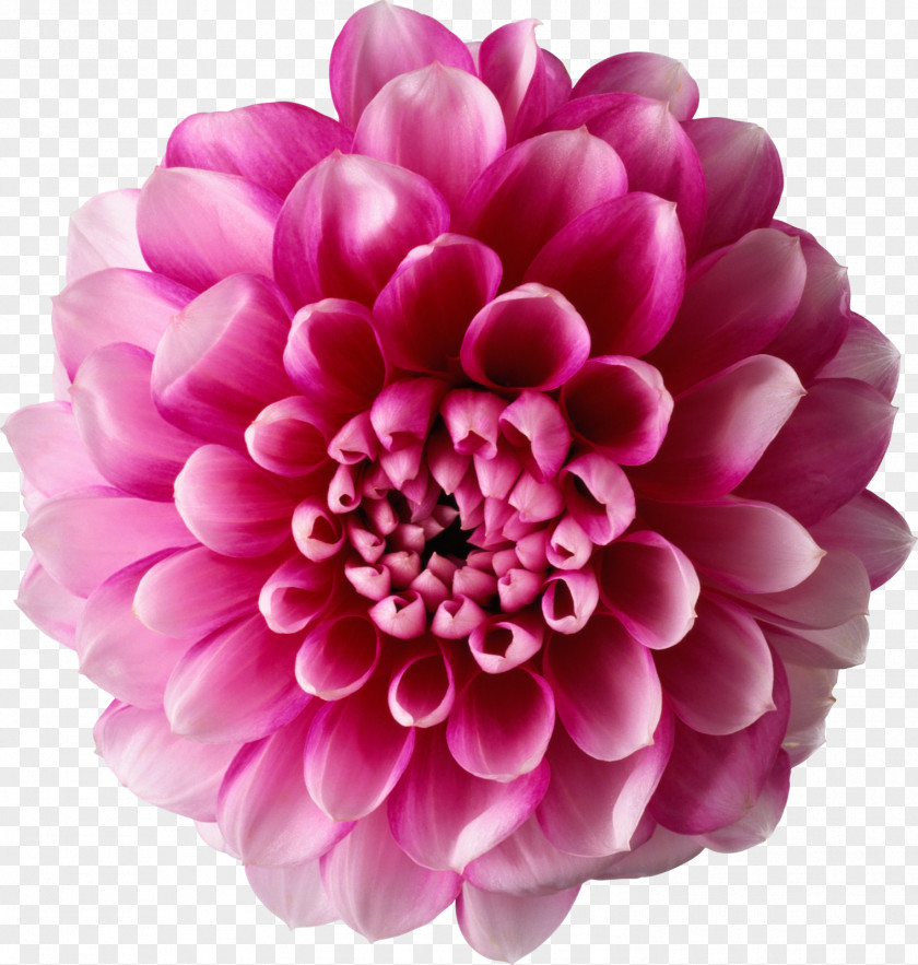 Flowers Flower Clip Art PNG