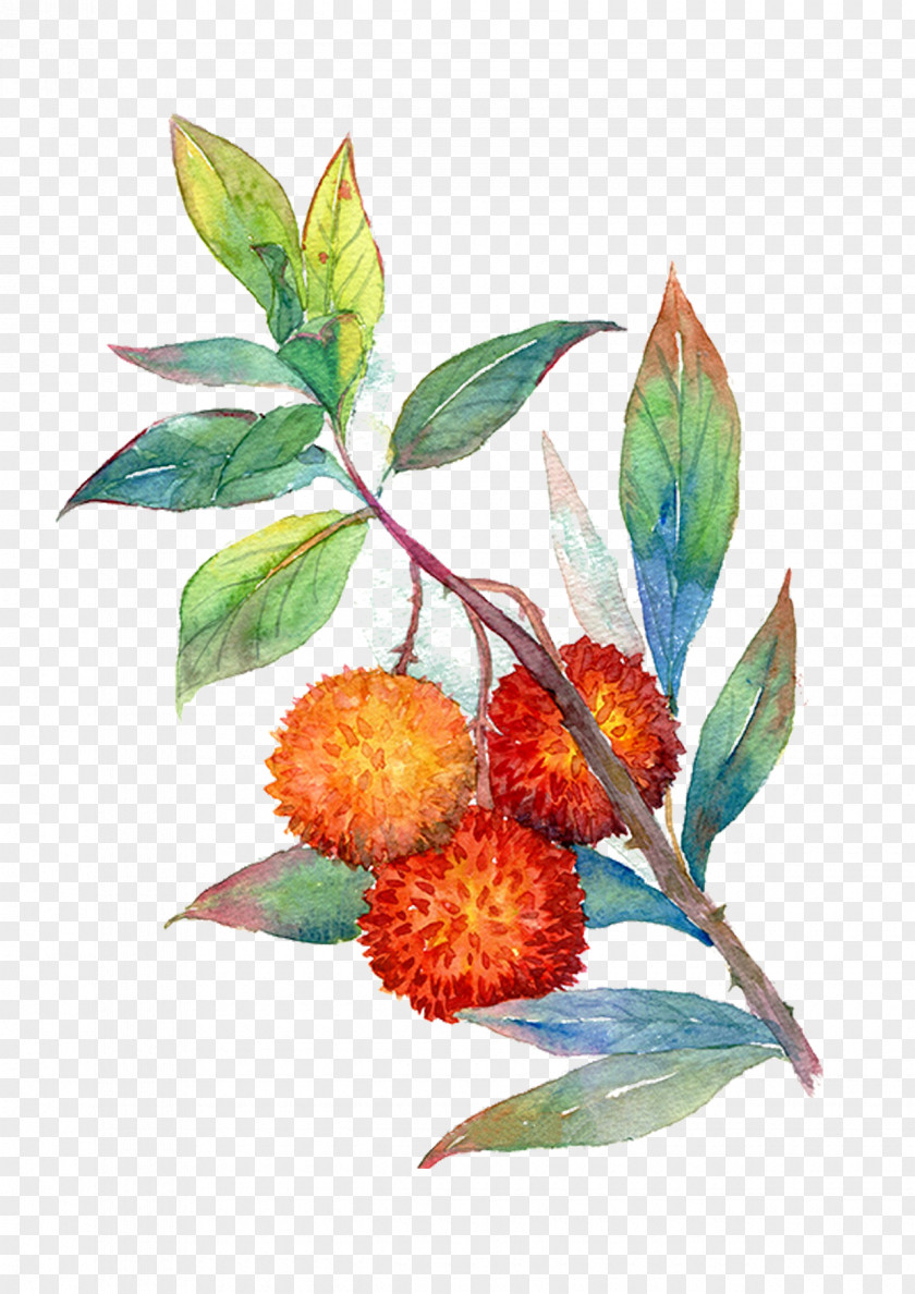 Hand-painted Cherry Tree Fruit Auglis Illustration PNG