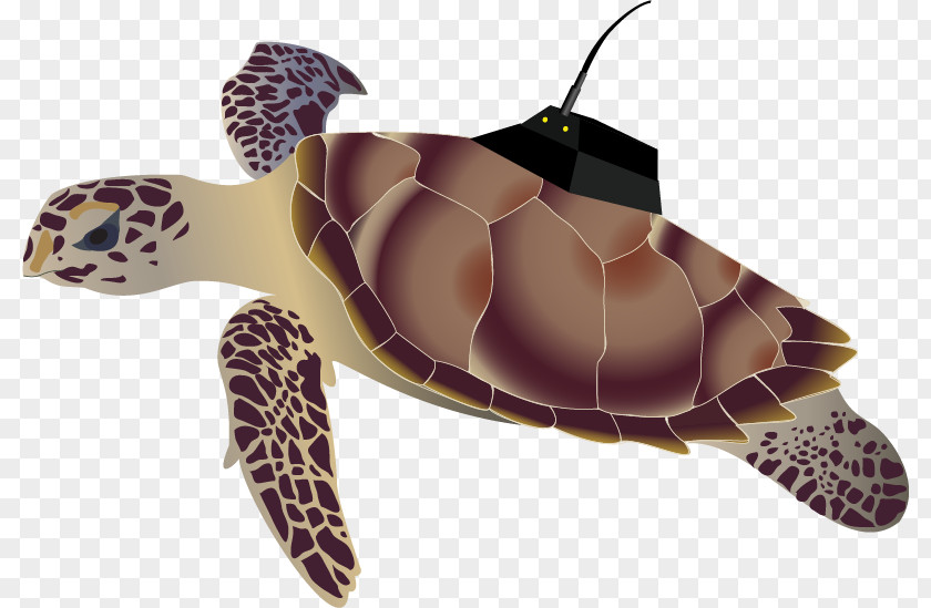 Nature Sea Animals Marine Microorganisms Loggerhead Turtle Hawksbill Olive Ridley PNG