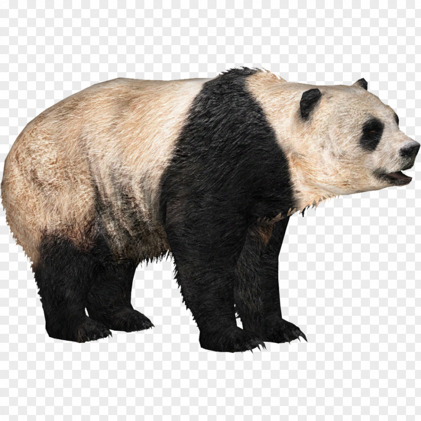 Panda Zoo Tycoon 2 Giant Brown Bear PNG