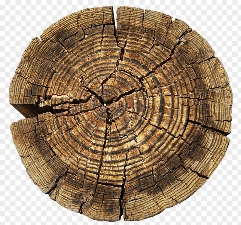 Tree Rings Aastarxf5ngad Texture Mapping PNG