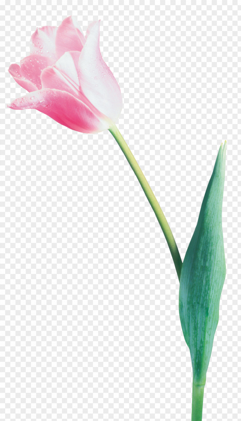 Tulip Flower LiveInternet Digital Image Clip Art PNG