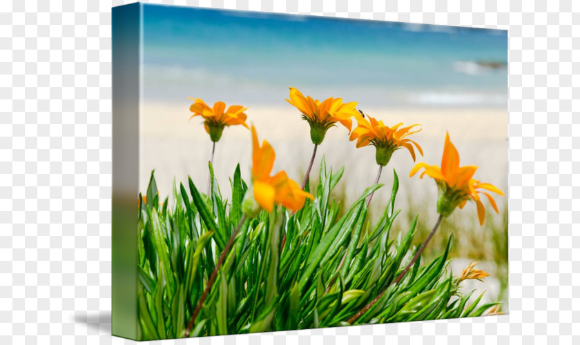 Beach Wildflower Poster Printing PNG