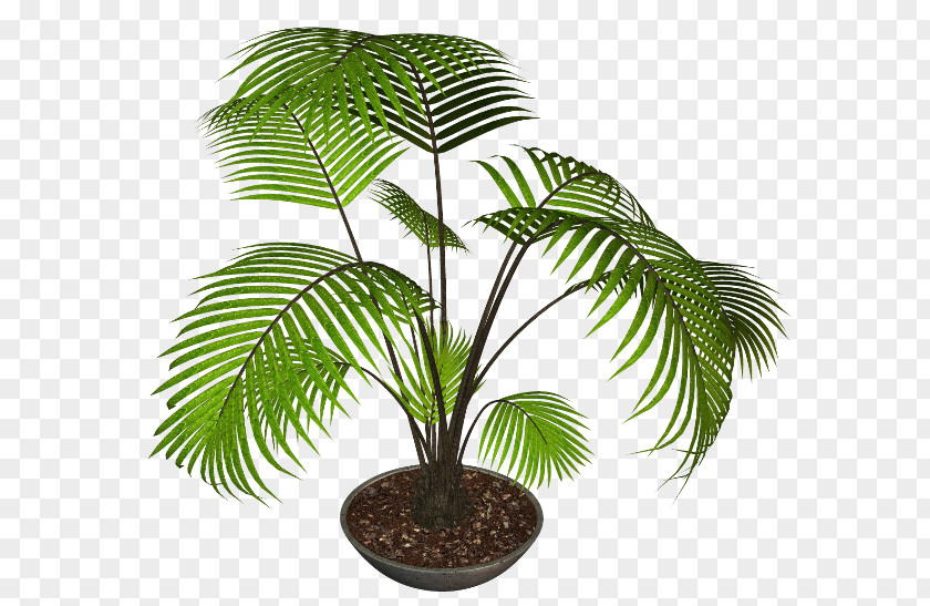 Coconut Flowerpot Houseplant Garden PNG