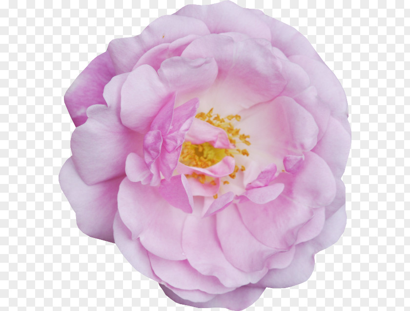 Peony Centifolia Roses Garden Petal Camellia PNG