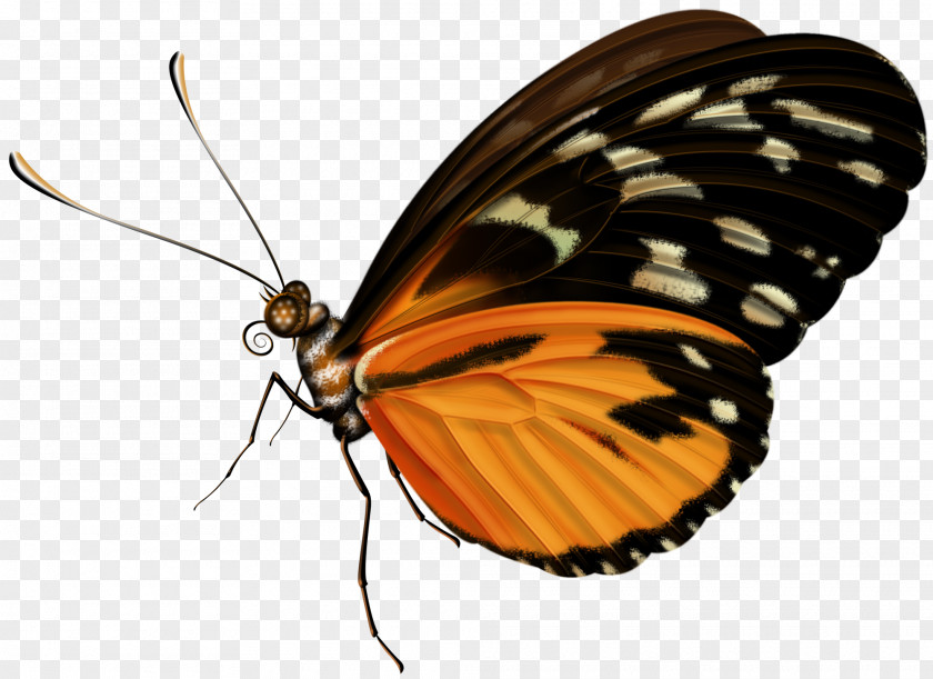 Butterfly Clip Art PNG