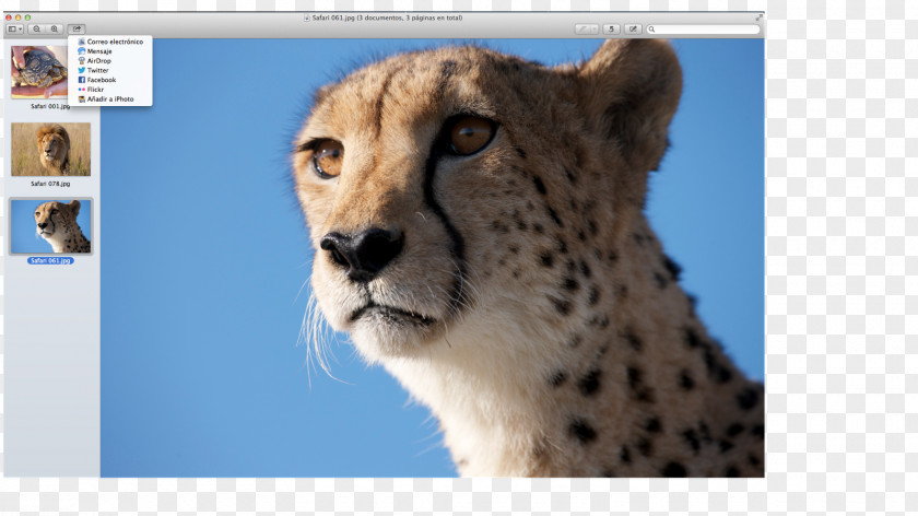 Cheetah Whiskers Cat Fur Snout PNG