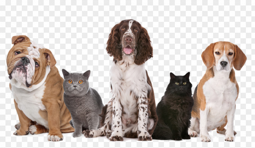 Dog Transparent Image United Kingdom Pet Sitting Cat PNG