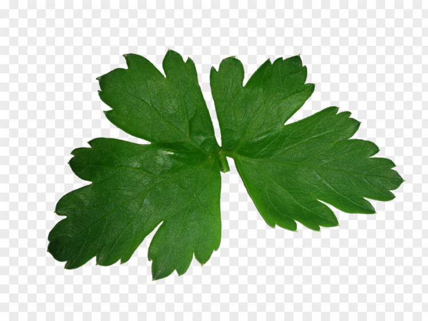 Juice Parsley Herb Coriander Leaf Vegetable PNG