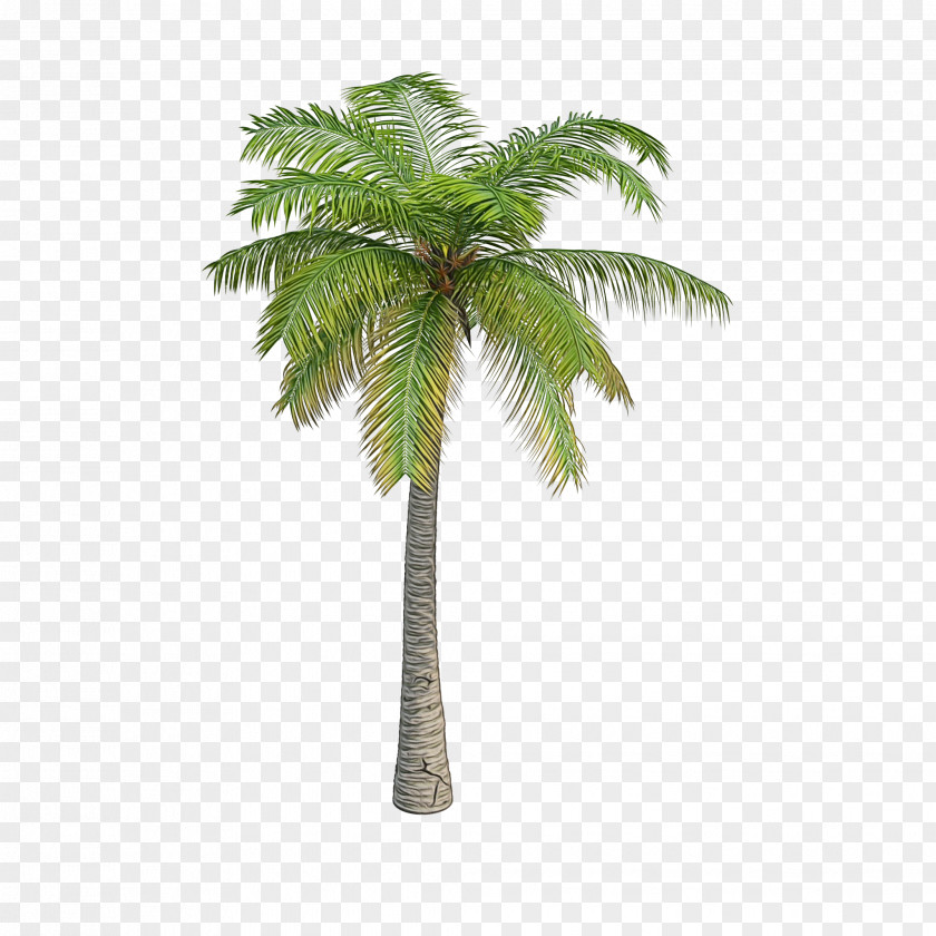 Pine Trunk Date Tree Leaf PNG