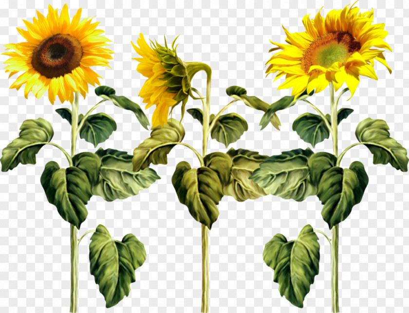 Sunflower Common Pixel Clip Art PNG