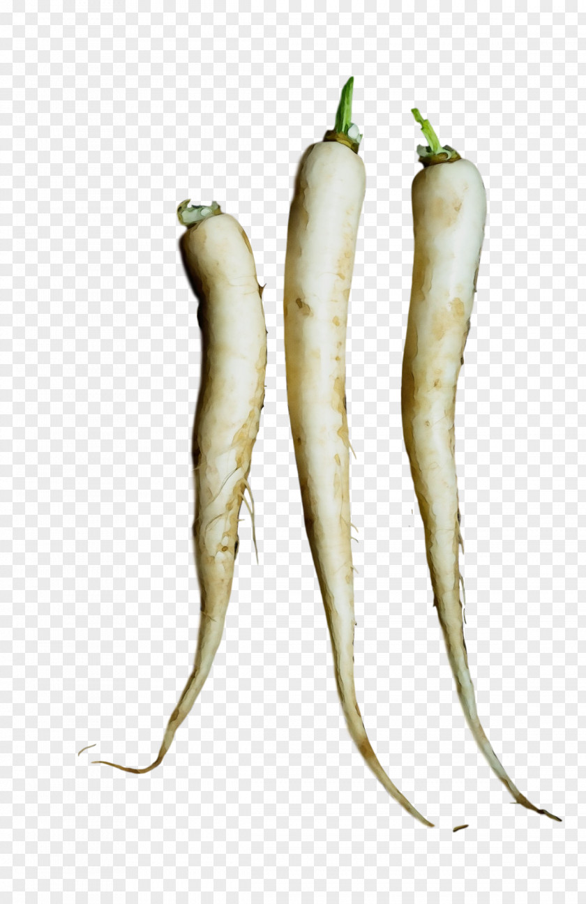 Tuber Radish-m Parsnip Radish PNG