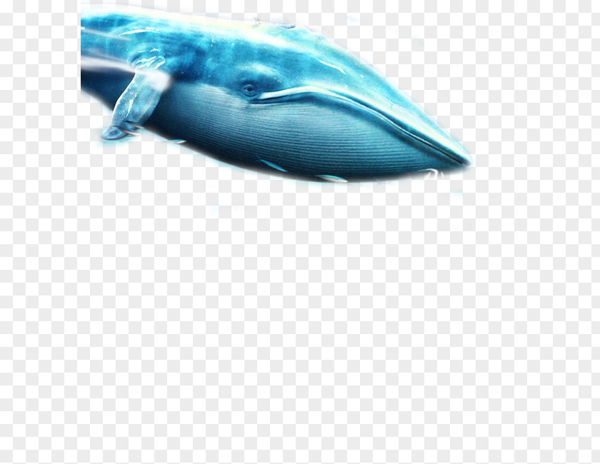 Whale Baleen Blue PNG