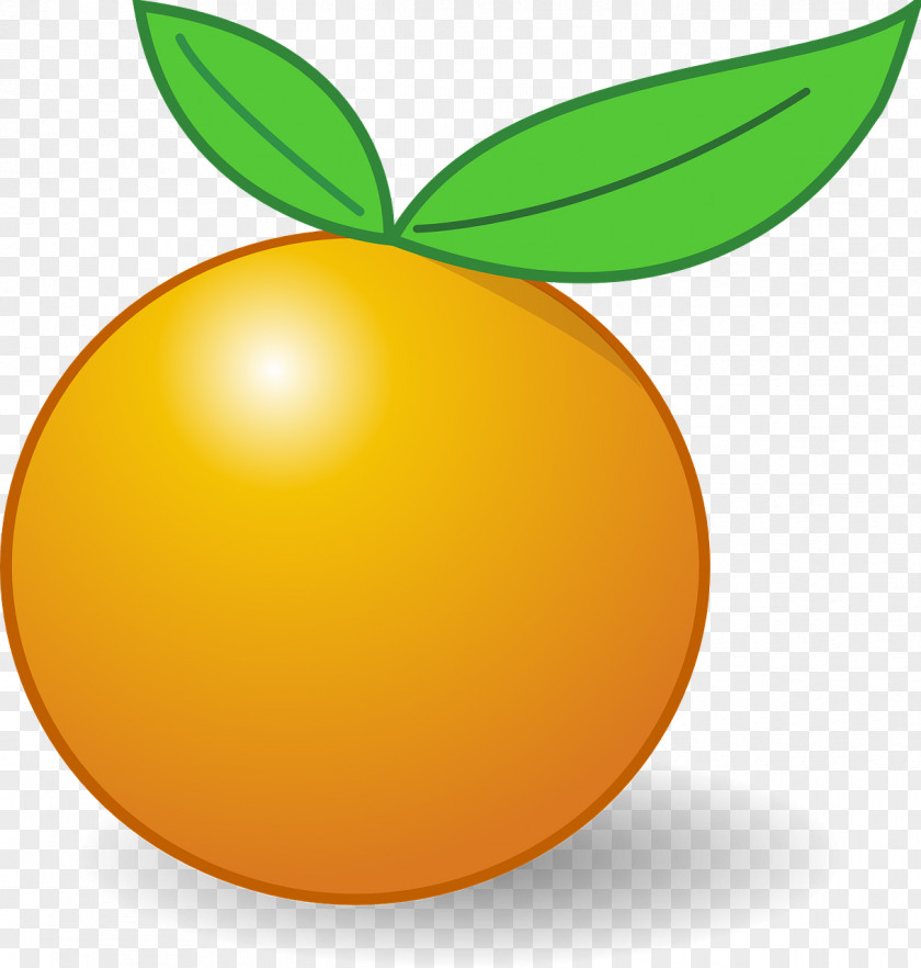Apricot Clementine Tangerine Clip Art PNG