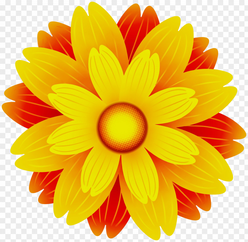 Cut Flowers Barberton Daisy Orange PNG