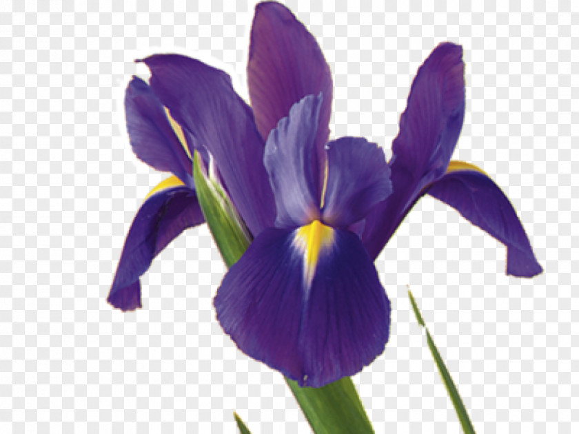 Flower Iris Data Set Plant Symbolism Versicolor PNG
