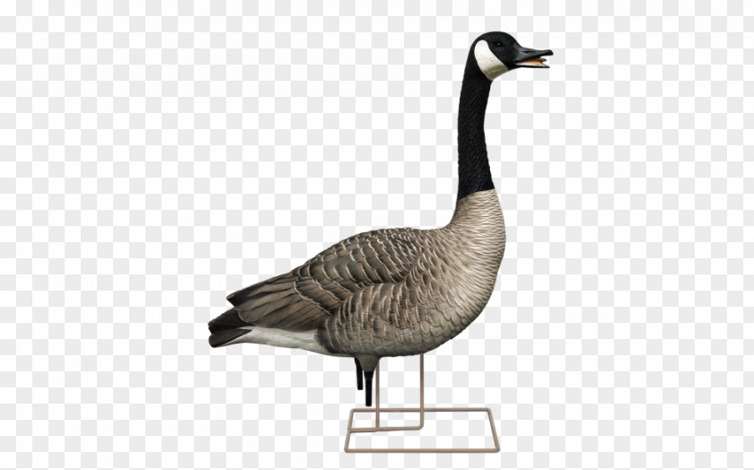 Goose Canada Decoy Duck PNG