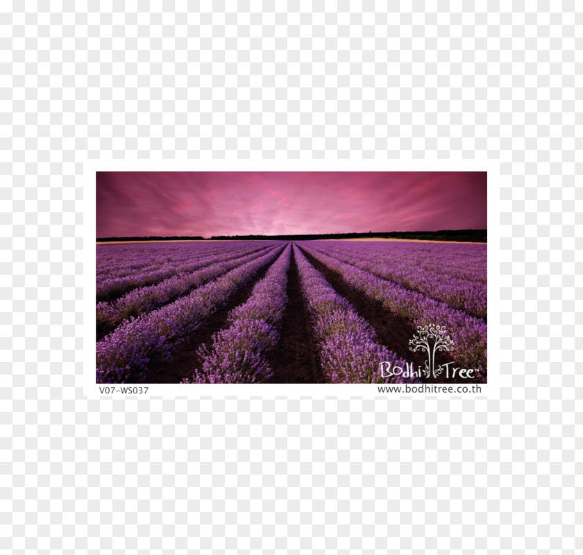 Lavender Field Landscape Sunset Desktop Wallpaper PNG