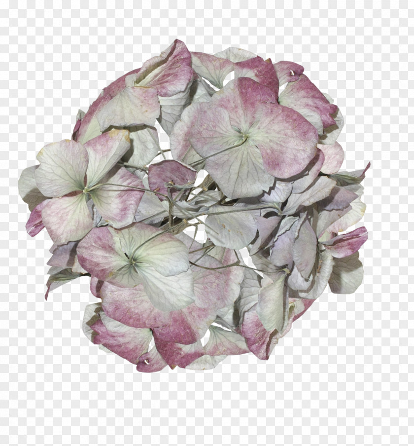 Love Flower Hydrangea Cut Flowers Petal Pink M PNG