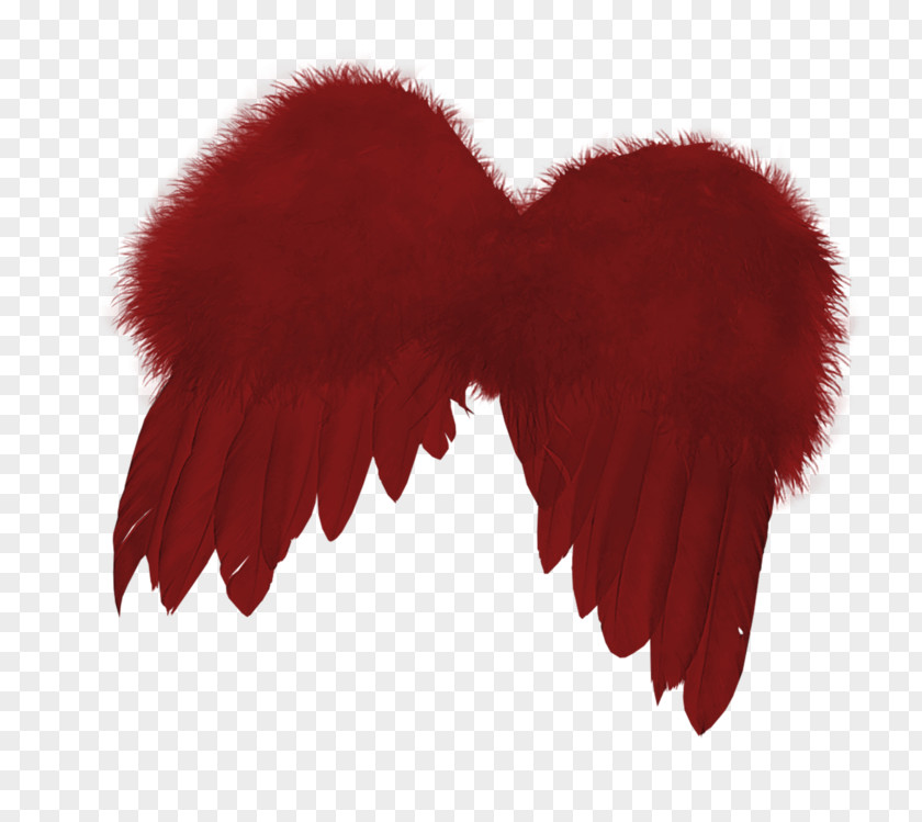 Red Wings Feather PNG