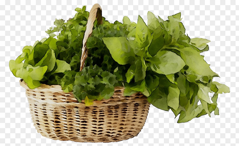 Spring Greens Romaine Lettuce Herb PNG