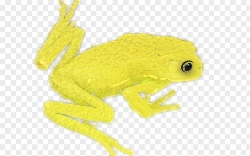Yellow Frog Tree True Toad PNG