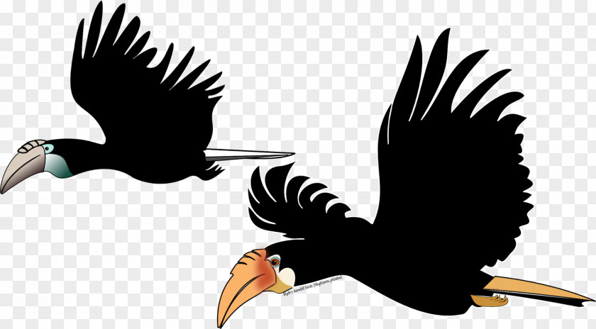 Bird Bald Eagle Hornbill Tropical Rainforest Clip Art PNG