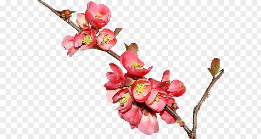 Cherry Blossom Pink M Twig Plant Stem PNG
