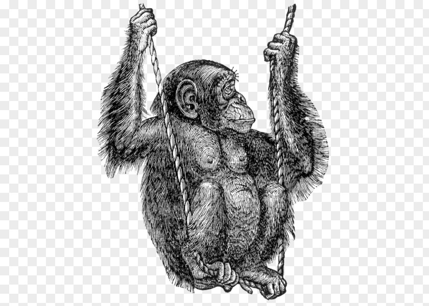 Chimpanzee Gorilla Common Clip Art PNG
