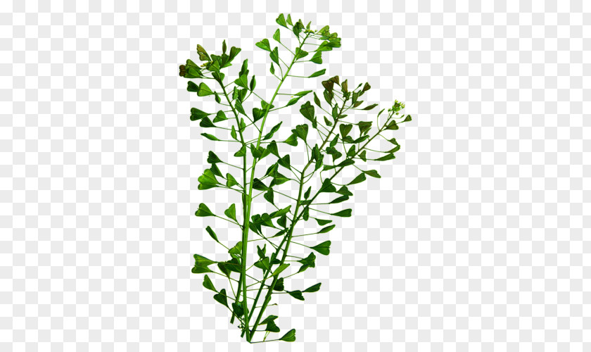 Herbaceous Plant Subshrub Stem Herbalism PNG