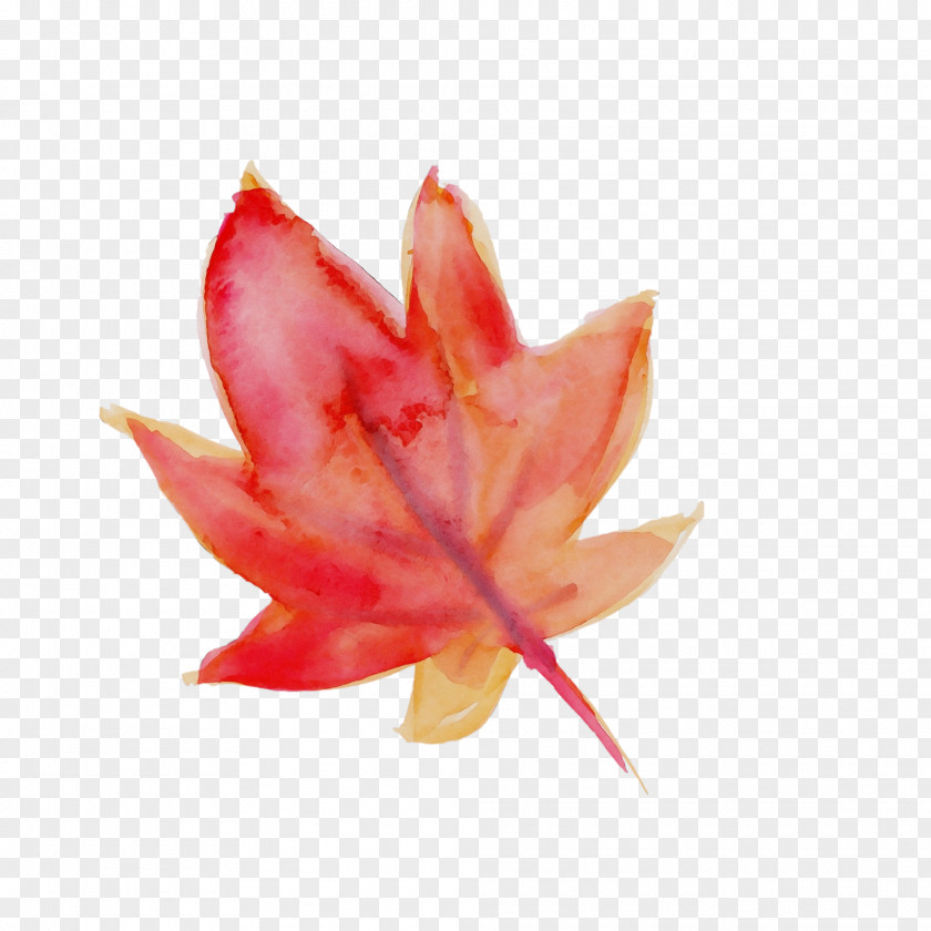 Maple Leaf PNG