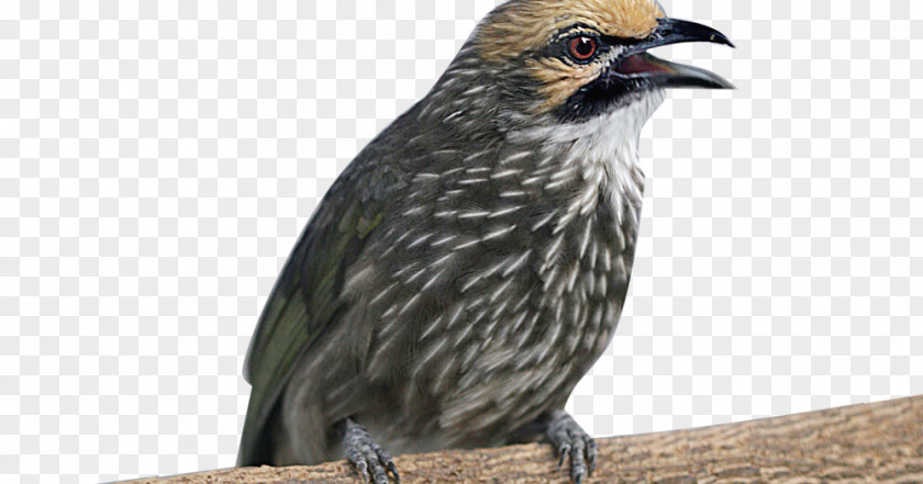 Bird Straw-headed Bulbul Bar-winged Prinia Animal PNG