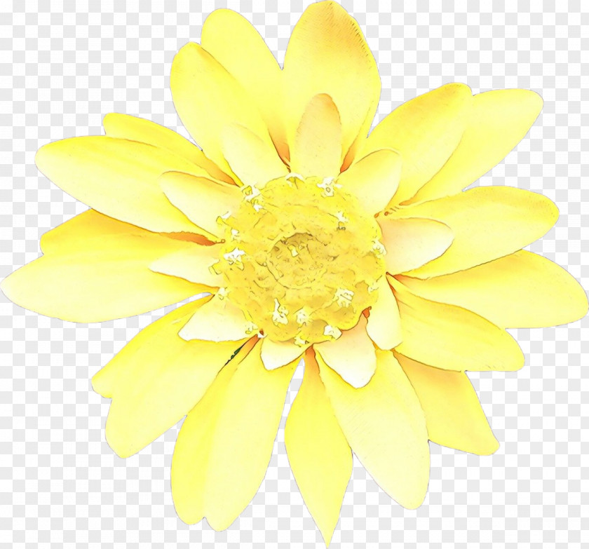 Chrysanthemum Cut Flowers PNG