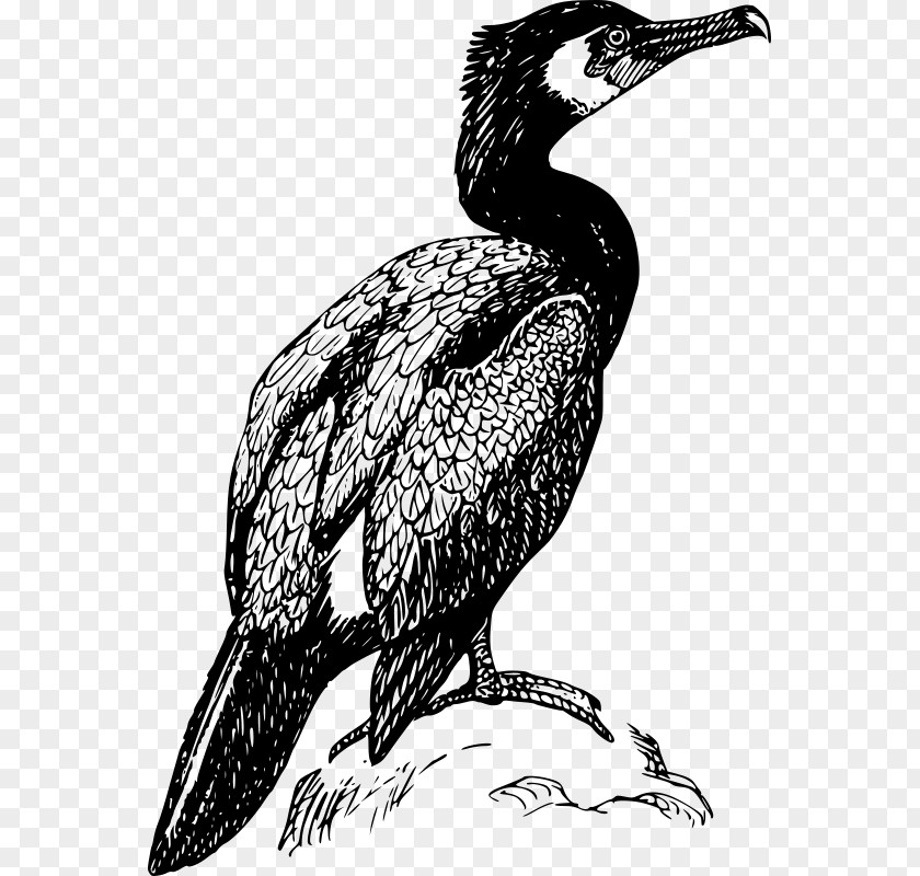 Bird Double-crested Cormorant Drawing Clip Art PNG