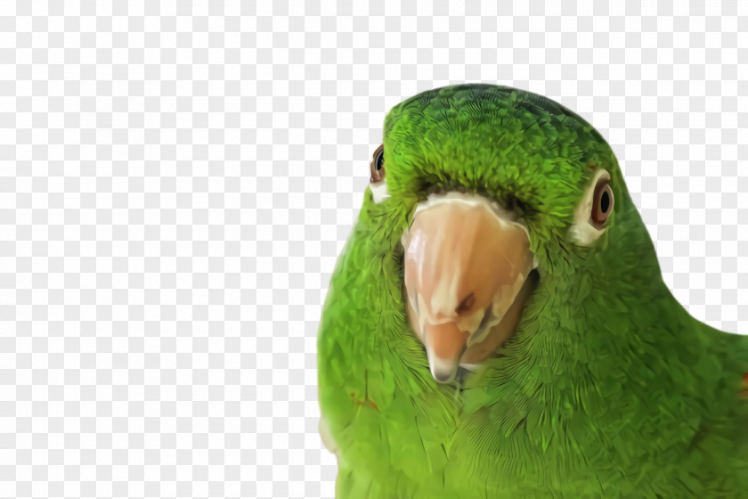 Budgie Perico Lovebird PNG