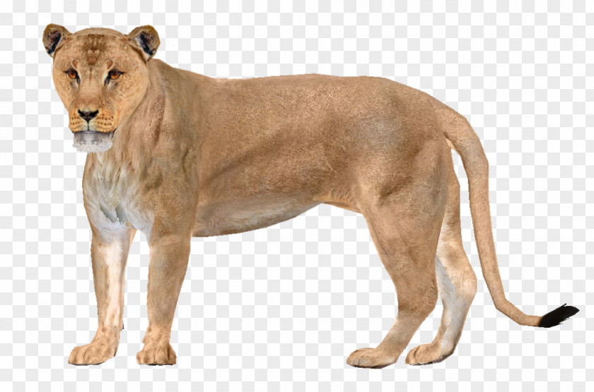 East African Lion Zoo Tycoon 2 Asiatic American Desktop Wallpaper PNG
