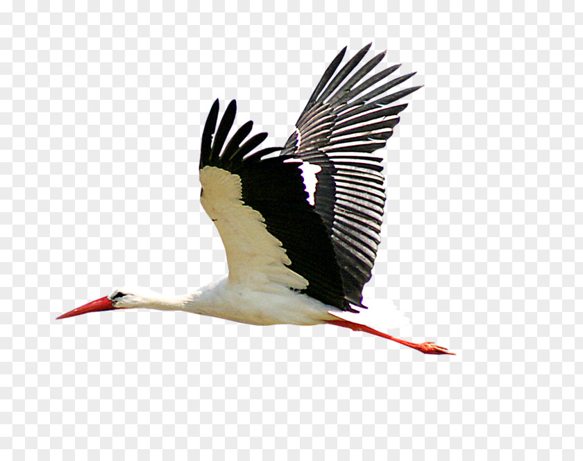 Flying Storks Bird Stork Icon PNG