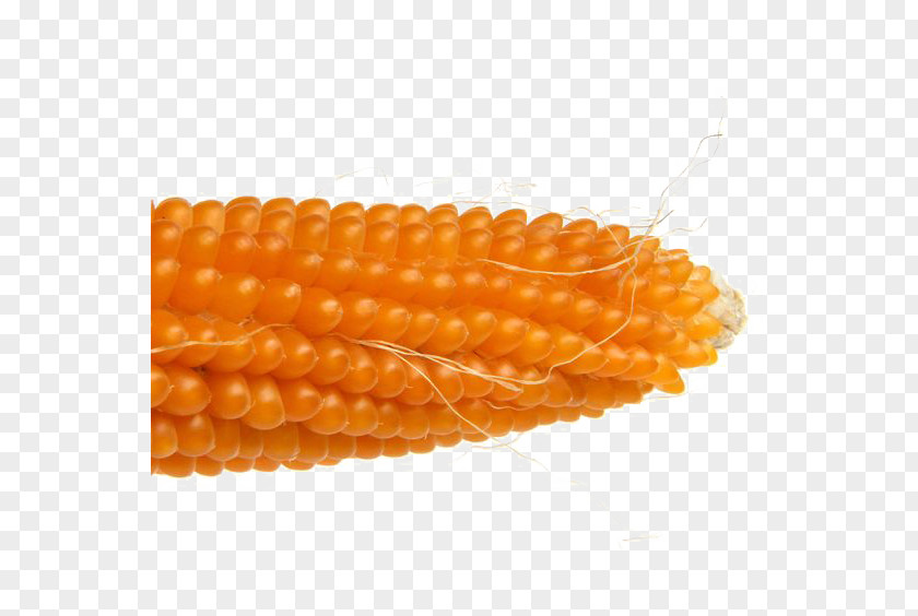 Golden Corn On The Cob Maize Wotou PNG