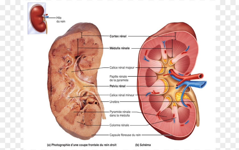 Gross Anatomy Kidney Nephron Excretory System PNG